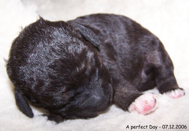 11-Huendin - Female - 07122006-4.jpg